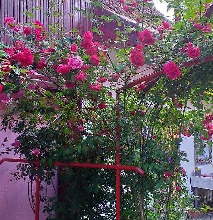 הוילה Cîrţişoara Casa Boierului Imbri מראה חיצוני תמונה